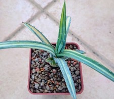 Agave Macroacantha Mediopicta