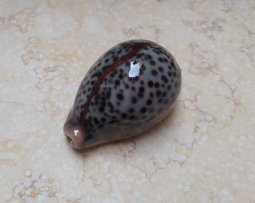 Cypraea pantherina gem - pantherina,