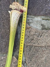 Sarracenia L30A x