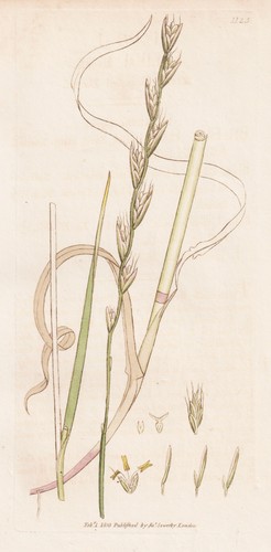 Lolium arvense erba erbe - erba,