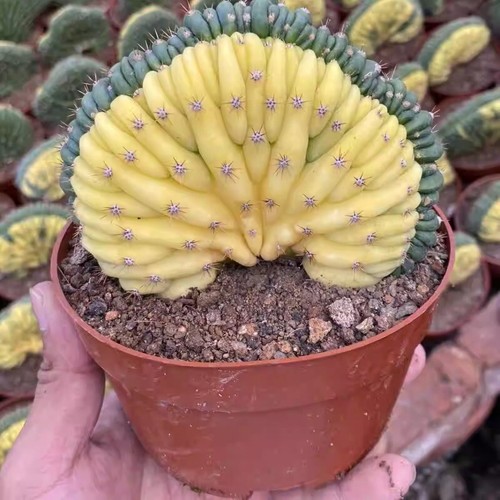 Pianta cactus succulenta - cactus, 7