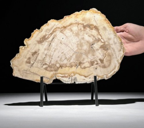 Legno pietrificato - legno,