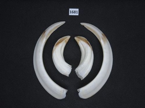 Wild boar tusks - , (no.