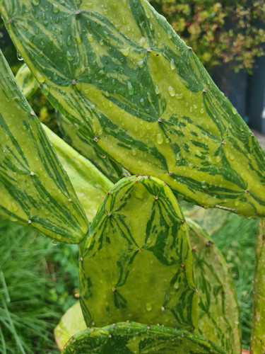 Fico india variegato senza - fico,