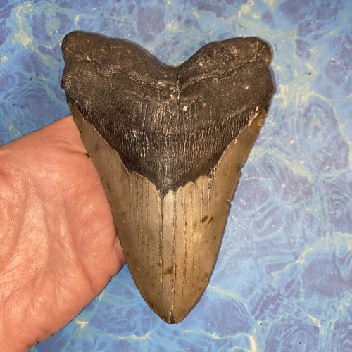 Megalodonte dente squalo - dente, di