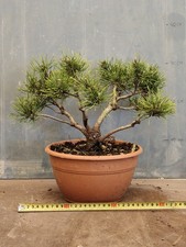 BELLISSIMO.BONSAI.PINO.MUGO 7
