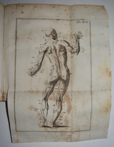 Anatomia fig 1746 - -,