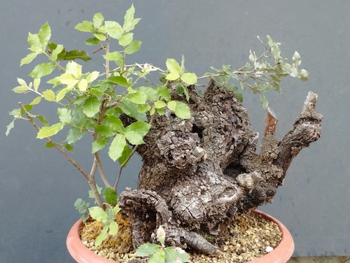 Bonsai leccio busta - di,