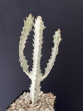 RARE! Cactus Blanc Lactéa