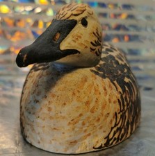 Anatra di mare Eider comune