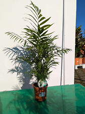 Chamaedorea elegans 90-120 cm