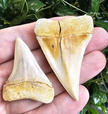 Coppia denti squalo - denti, di