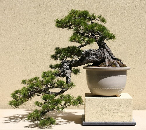 Pinus contorta lodgepole - pinus,