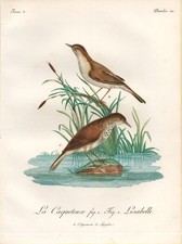 Piccole Allodole Rush Uccelli