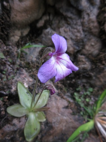 Pinguicula poldinii pianta - poldinii,