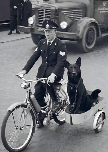 Poliziotto cane - poliziotto,