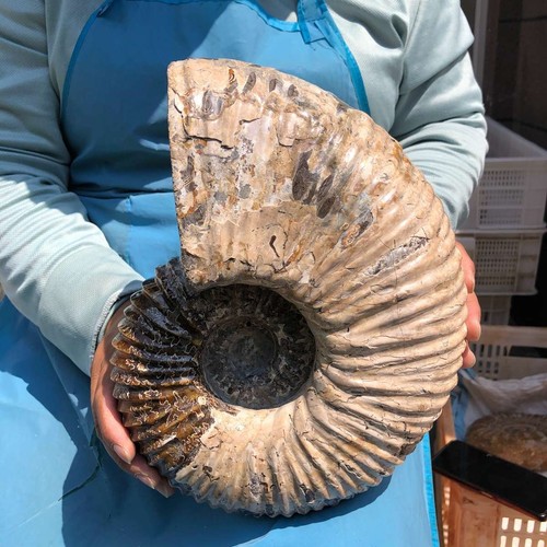 Vite corno naturale superiore