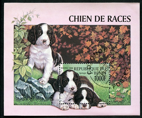 English springer spaniel - english,