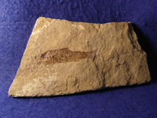 PESCE FOSSILE  DAPALIS
