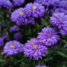 500+New England Aster Seeds