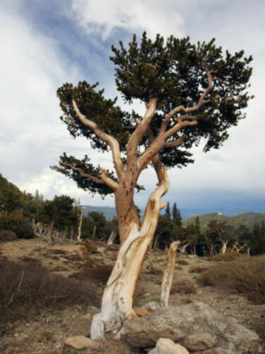 Pinus aristata rocky - pinus,