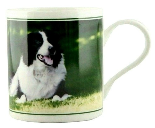 Tazza border collie - tazza,