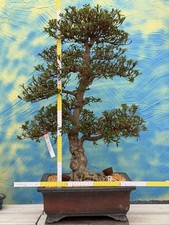 Joe bonsai azalea - joe, di