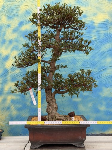 Joe bonsai azalea - azalea, satsuki