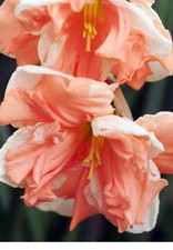 5 Bulbi Di Narcisi Apricot Whirl, Narcisi Bianchi E Rosa