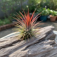 660x tillandsia ionantha - es,