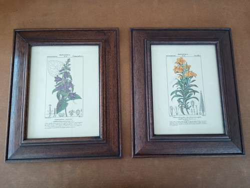 Coppia quadri stampe botaniche - coppia,