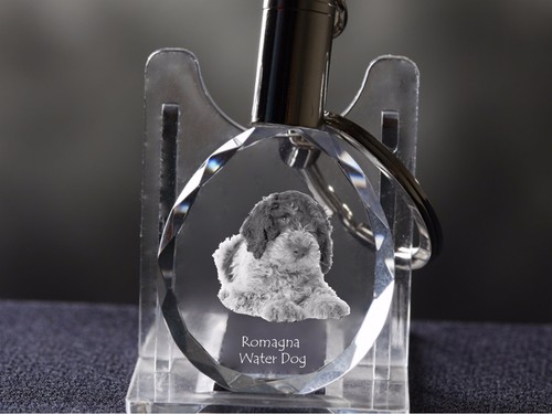 Lagotto romagnolo cane - lagotto, romagnolo,