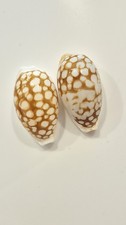Ciprea cribraria stunning - ,