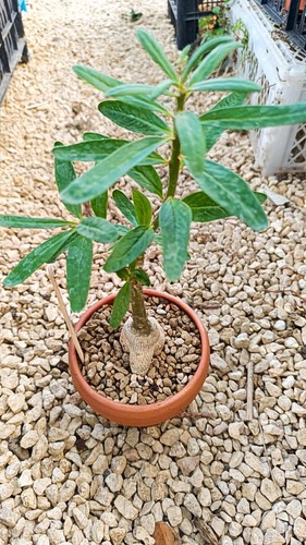 Pachypodium succulentum piante - succulentum,