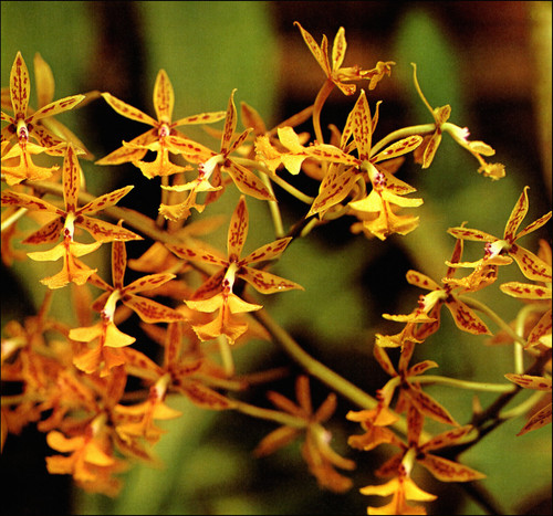 1975 stampa vintage orchidea - stampa,