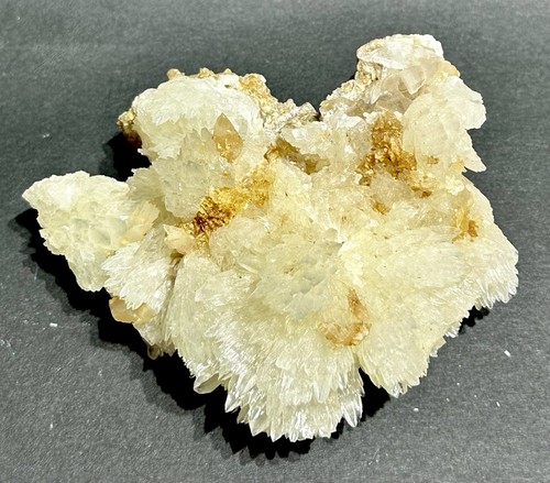 Bellissima celestina dente - bellissima, a