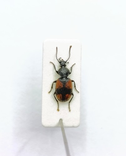 Entomology taxidermy - entomology,