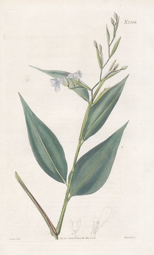 Maranta angustifolia trinidad - maranta,