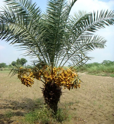 Yellow barhi date - yellow,
