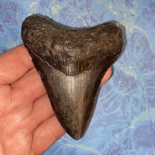 MEGALODONTE DENTE DI SQUALO