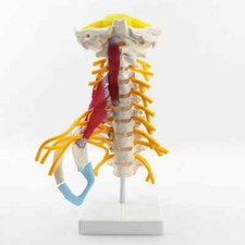 Modello anatomico della