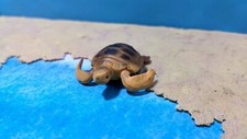 1/32 O 1/35 Tartaruga Acqua