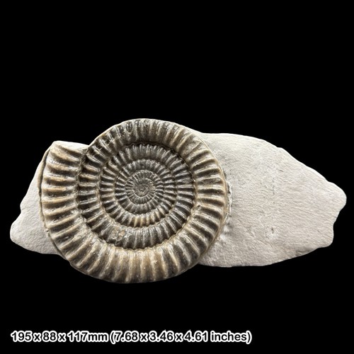 Metophioceras fossil ammonite - metophioceras,