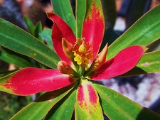 Euphorbia punicea poinsettia - euphorbia, punicea,