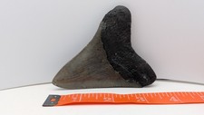 Dente di squalo megalodonte