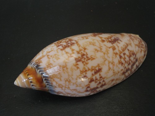 Rarely seen amoria - rarely, seen...(voluta)