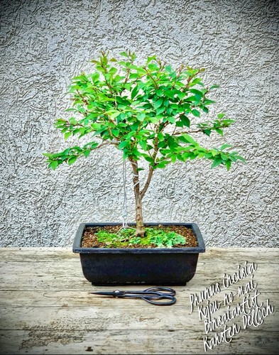 Prunus incisia kojou - incisia, "kojou-no-mai"