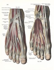 Stampa antica ANATOMIA MUSCOLI