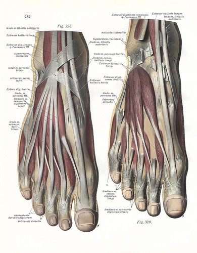 Stampa antica anatomia muscoli - antica,