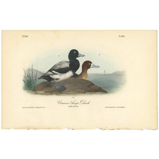 Audubon Birds Octavo 1a Ed